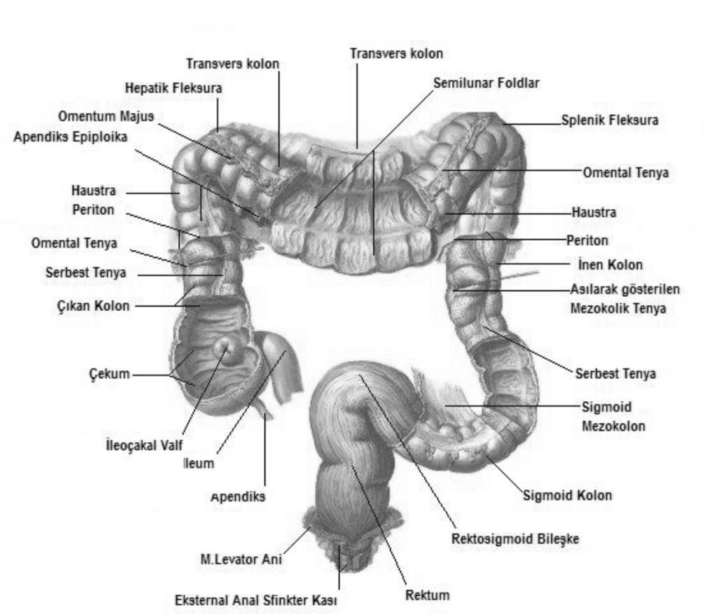 4 bir mezokolon oluşturur. Kolonun bölümleri ve anatomik detayları Şekil 2.1 de gösterilmiştir. Şekil 2.1. Kolon Anatomisi (7) 2.2. Kolon Polipleri ve Kolon Kanserleri 2.2.1 Kolon Polipleri Mukozadan başlayarak barsak lümeni içerisine doğru büyüyen sınırlı herhangi bir kitleye polip adı verilir.