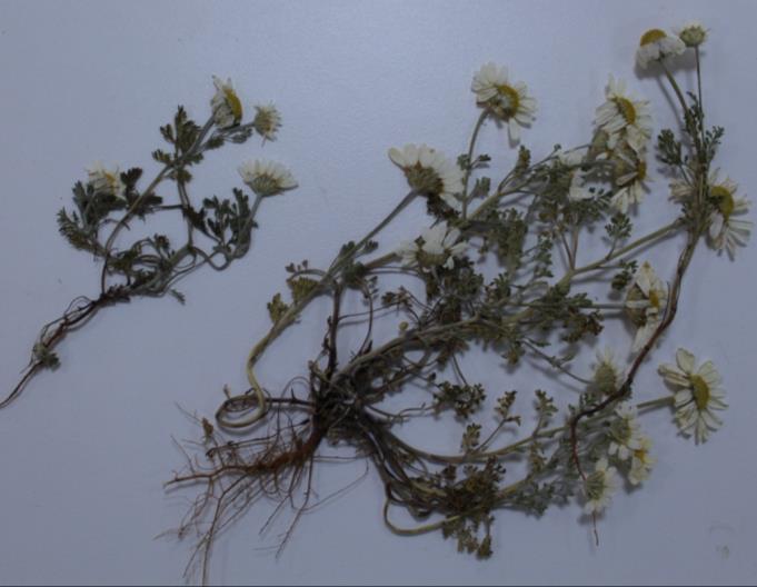 4.6. Asteraceae 4.6.1. Anthemis armeniaca Freyn & Sint. ġekil 4.9.