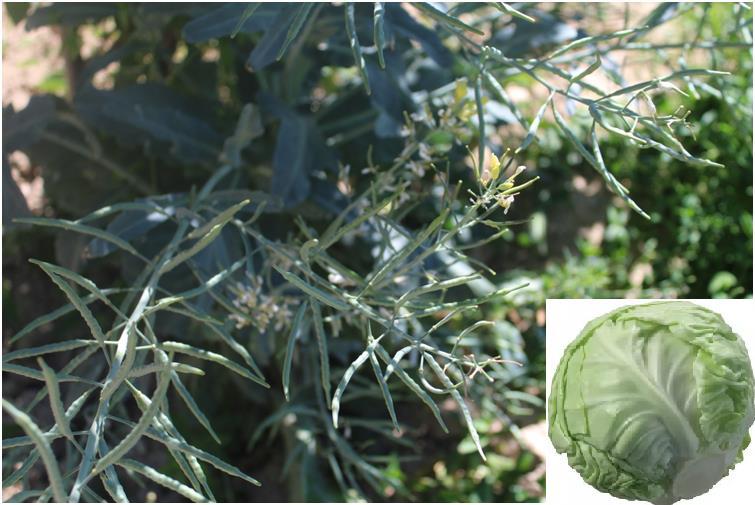 4.8. Brassicaceae 4.8.1. Brassica oleracea L. ġekil 4.20.
