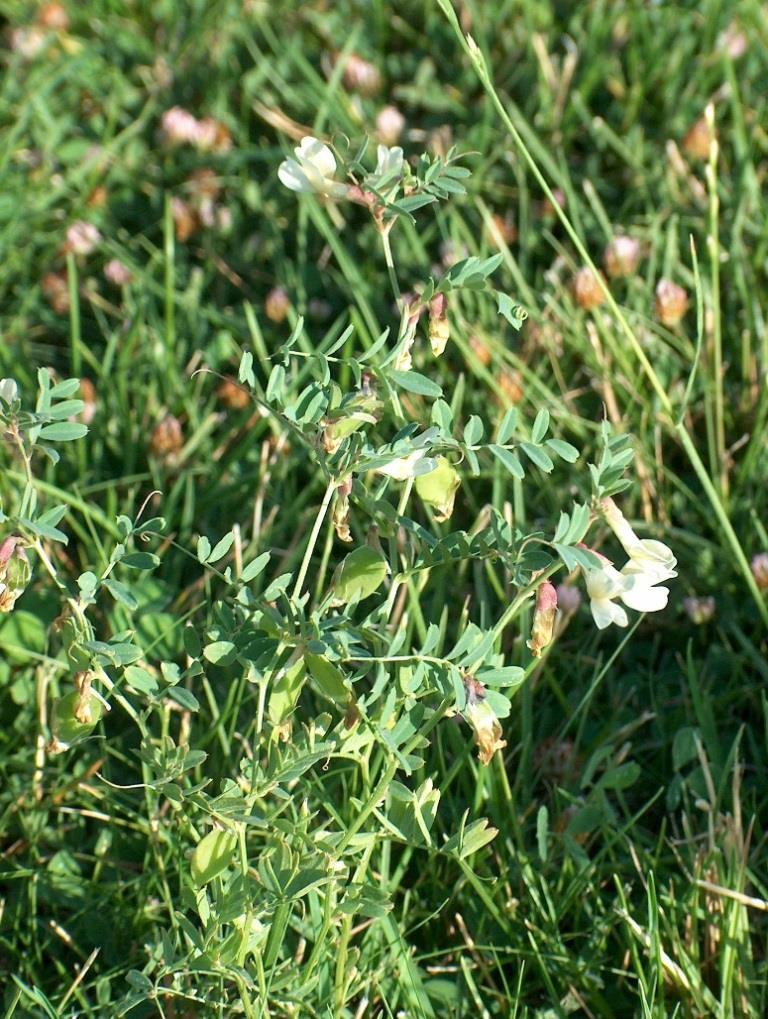 4.13.5. Vicia hybrida L. ġekil 4.30.