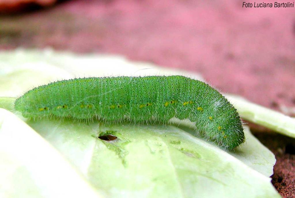 1602 yılında Pieris rapae