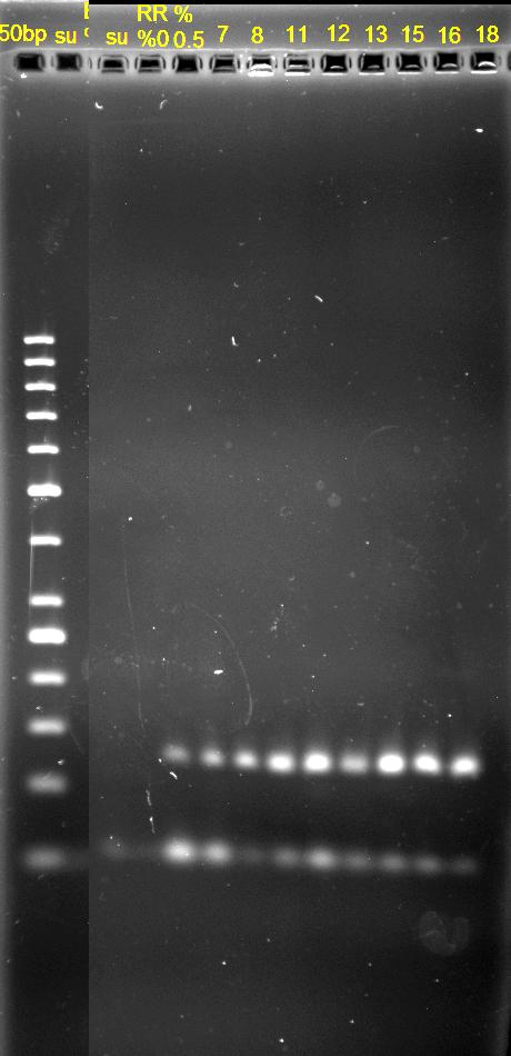 4. BULGULAR ve TARTIŞMA Aysun TURHAN MA 1 2 3 4 5 6 7 8 9 10 11 180 bç Şekil 4.7. İthal soya tohumu örneklerinde Nos terminatör ile yapılmış olan 180 baz çiftlik PCR taramasının jel görüntüsü.