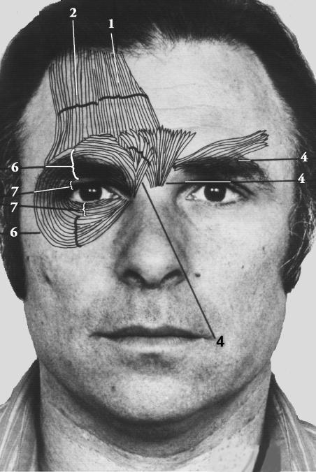 Ekman, yüz hareketleri tanımlama sistemi ile ilgili yayınlarında yüzün kaslarının hareketlerinin tüm çeşitleri birimlere ayrılmış ve adlandırılmıştır.