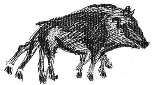 Resim 1: Altamira mağarasındaki domuz çizimi.