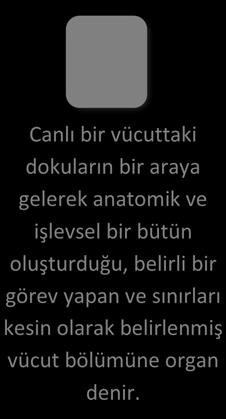 Fiziksel Gelişim I Bireysel Etkinlik Çocuklarda kaba motor ve ince motor kasların fiziksel olarak göstermiş olduğu gelişim süreçlerini araştırınız.