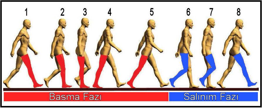14 4. YÜRÜME 4.1 Yürümenin Fazları Yürürken bedeni öne doğru hareket ettirebilmek için bacaklarda birbirini takip eden hareketler oluşturulur.