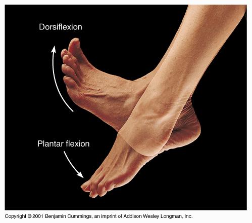 27 6.1.1 Dorsifleksiyon Daha önce yürüme analizinde değinildiği gibi, yürüme sırasında ayağın yer düzleminde tamamen düz hale gelmesinin ardından bacak öne doğru dönmeye başlar.