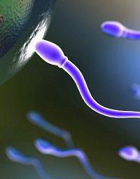 Spermiyum dişi genital sistemine girdiğinde