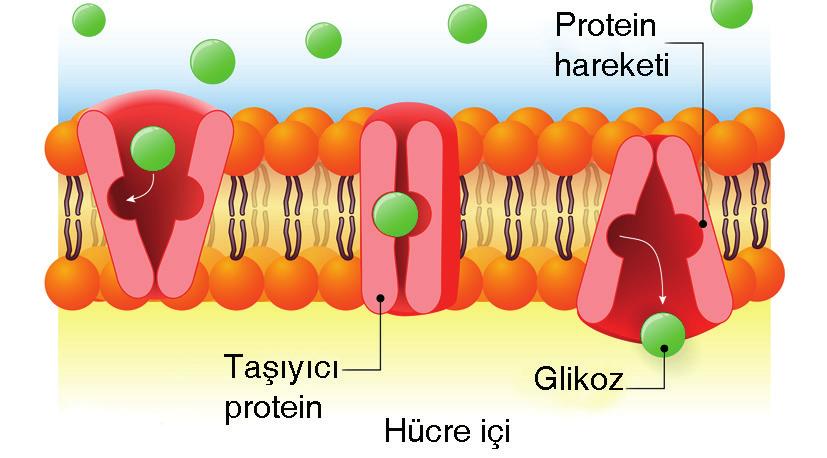 BİYOLOJİ de Madde Geçişleri BÖLÜM-3 Test-1 1. Aşağıdaki şekilde, hücre zarında kolaylaştırılmış difüzyon olayı gösterilmiştir. 3. Plazmoliz olmuş bir bitki hücresinde; I. kofulların küçülmesi, II.