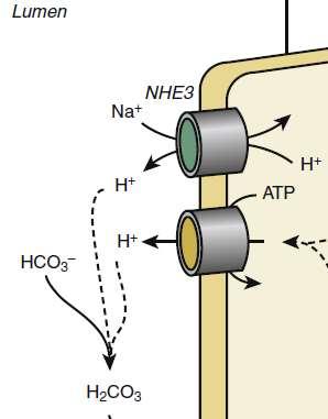 1 (H+) luminal alana salgılanması Apical Na+/H+ exchanger isoform 3 (NHE3) Apical H+ adenosine