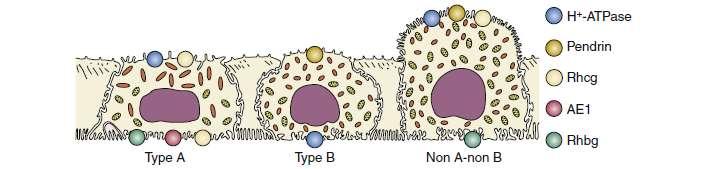 İnterkalat hücreler asit-baz regülasyonunu