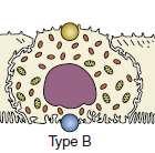 Tip B hücre Pendrin: Cl/HCO 3 exchanger Sitoplazmik CA