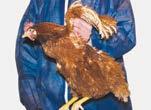 yaralanmaların önüne geçecektir. Tavukları her iki bacaktan veya her iki kanattan tutun. Tavukları kafeslerine veya yere nazikçe geri koyun.