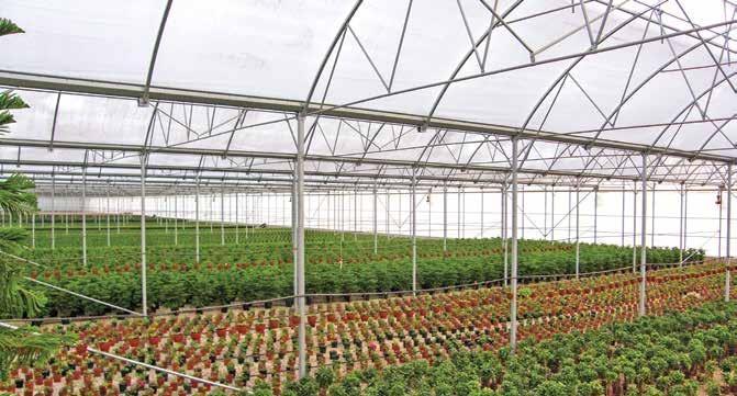 Sera Projeleri Süs Bitkisi Üretim Seraları Müşteri beklentileri ve bitkinin ihtiyaçları harmanlandığında