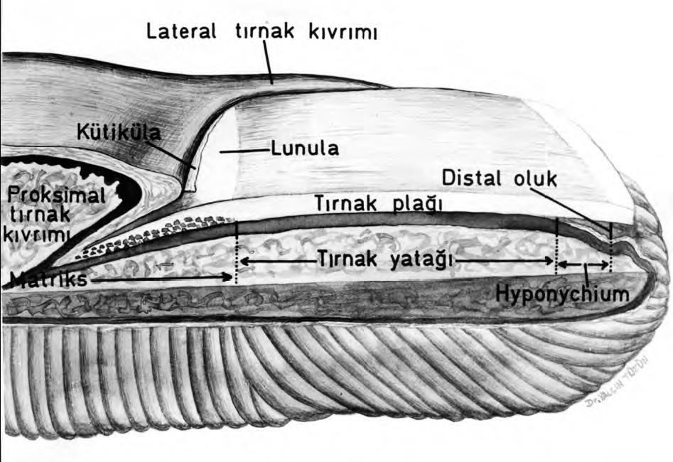 nukleus ve organel içermeyen onikositlerden oluşur. Proksimal matriks dorsal bölümü, distal matriks ise orta bölümü oluşturur. Çok ince olan ventral bölümün oluşmasına tırnak yatağı katkıda bulunur.