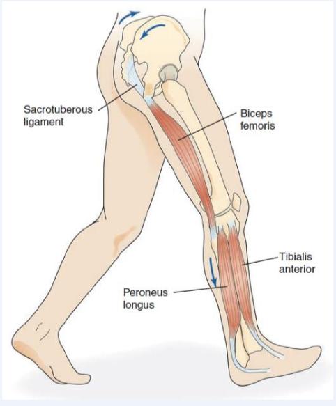 Deep Longitudinal Subsystem (DLS) DÜZELTİCİ/GELİŞTİRİCİ FİTNESS PROGRAMI HAZIRLANIŞI Erector Spinae Sacrotuberous ligament Biceps femoris head of fibula Fibularis longus Tibialis anterior Lumbosakral