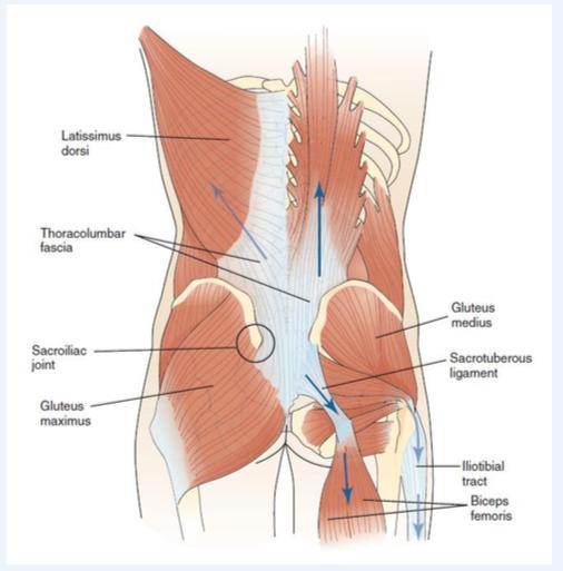 Posterior Oblique Subsystem (POS) DÜZELTİCİ/GELİŞTİRİCİ FİTNESS PROGRAMI HAZIRLANIŞI Lattissimus dorsi, Thoracalumbar fascia, Contralaterall gluteus maximus Konsantrik: