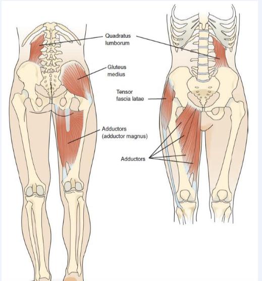 Laterall Subsystem (LS) DÜZELTİCİ/GELİŞTİRİCİ FİTNESS PROGRAMI HAZIRLANIŞI Gluteus medius, Adductor, Contralaterall quadratus lumborum LPHC frontal düzlem stabilizasyonu, alt ve üst ekstrimiteler