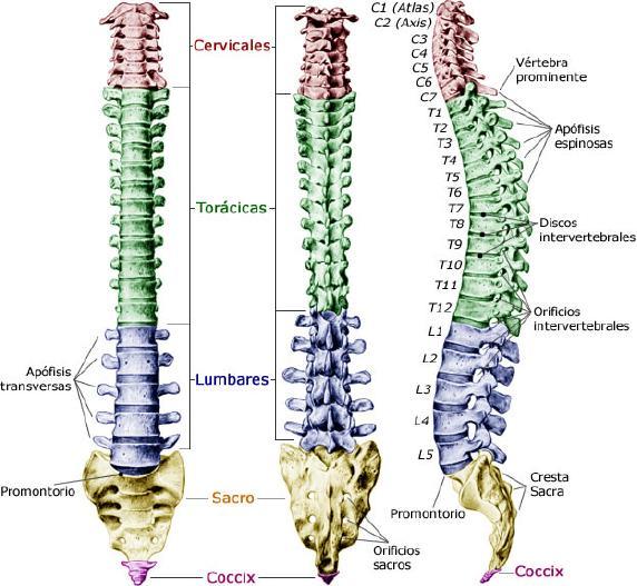 Omurganın Yapısı Omurga; omurlardan, omurların arasında bulunan disklerden ve omurlar ile diskleri bir arada tutan bağlar ve diğer yumuşak dokulardan oluşmuştur.