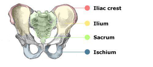 Pelvis Pelvis, omurganın alt ucu ve alt ekstremiteler arasında yer alan kemik bir halka olarak düşünülebilir. Pelvisin kemik yapısını, iskium, pubis, ilium kemikleri zaman içinde kaynayarak oluşturur.