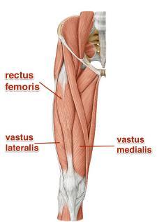quadriseps ve hamstring kasları tendonları ile kemiklere yapışır. Bu kaslar kasıldığında ilgili tendonları ile kemikleri kendilerine çekerek hareket ettirir.