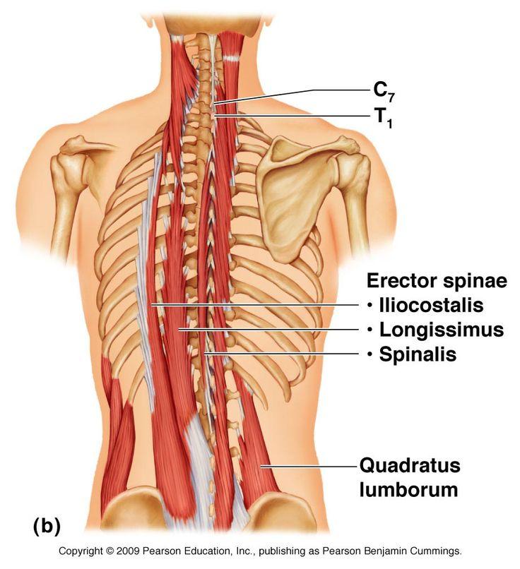 Özetle, Rotasyon (burgu) lumbar omurlarda çok kısıtlıdır. Torasik omurlar daha özgürdür, fakat hareket kabiliyetleri kaburgalarla torasik omurganın bağlantısı nedeiyle kısıtlanır.
