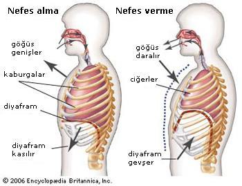 Solunum Anatomisi Solunumun amacı, dokulara oksijen sağlamak ve karbondioksidi uzaklaştırmaktır. Bunu gerçekleştiren organ Akciğerdir.