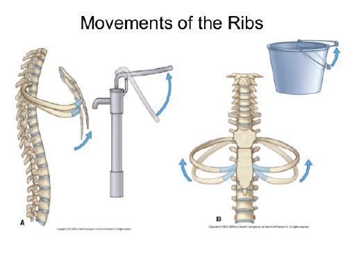 Göğüs boşluğunu dikine olarak uzatan veya kısaltan diyaframın aşağı yukarı hareketiyle ve göğüs boşluğunun ön-arka çapını arttırmak ve azaltmak için kaburgaların yukarı ve aşağı hareketi ile