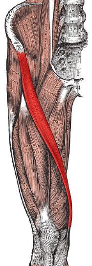 Sartorious İliumdan başlayıp tibianın üst iç tarafına yapışan iki eklem yol alan uzun ince bir kastır. Kasıldığında kalçaya fleksiyon, abduksiyon, dış rotasyon ve dize de fleksiyon yaptırır.