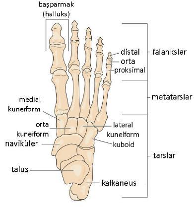 Pasif fleksiyon hareketi aktif fleksiyona göre daha büyüktür, gevşemiş fleksör kaslar kolayca sıkıştırılabilir ve topuklar kalçaya değer.