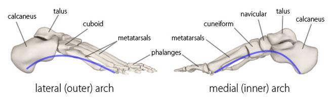 Ayakta kemik ve eklem yapıları, ligamentler ve daha az derecede kastan oluşan üç yapısal ark (çatı)