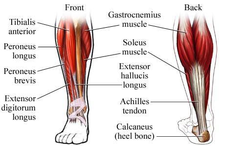 Ayak Bileği Ayak bileği ayağın hareketliliğini ve bacak kemiklerinin birleştirmek zorundadır. Ayak bileği talus ile tibia ve fibuladan oluşur.