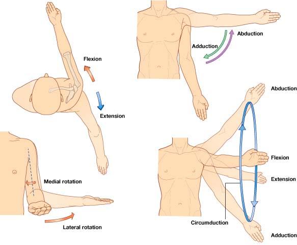 rotator cuff kasları sağlar.