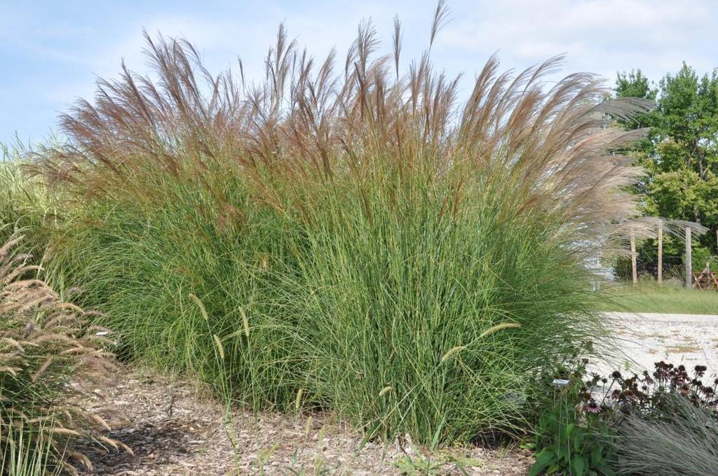 Biyokütle Yetiştiriciliği Enerji bitkileri C4 tipi bitki ( Panicum-, Pennsitum-, şekerkamışı, mısır, şeker