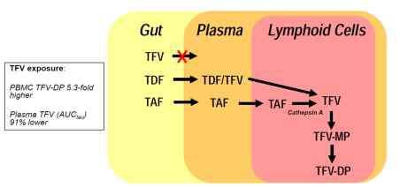 Tenofovir Alafenamide (TAF) TDF (300mg), TAF