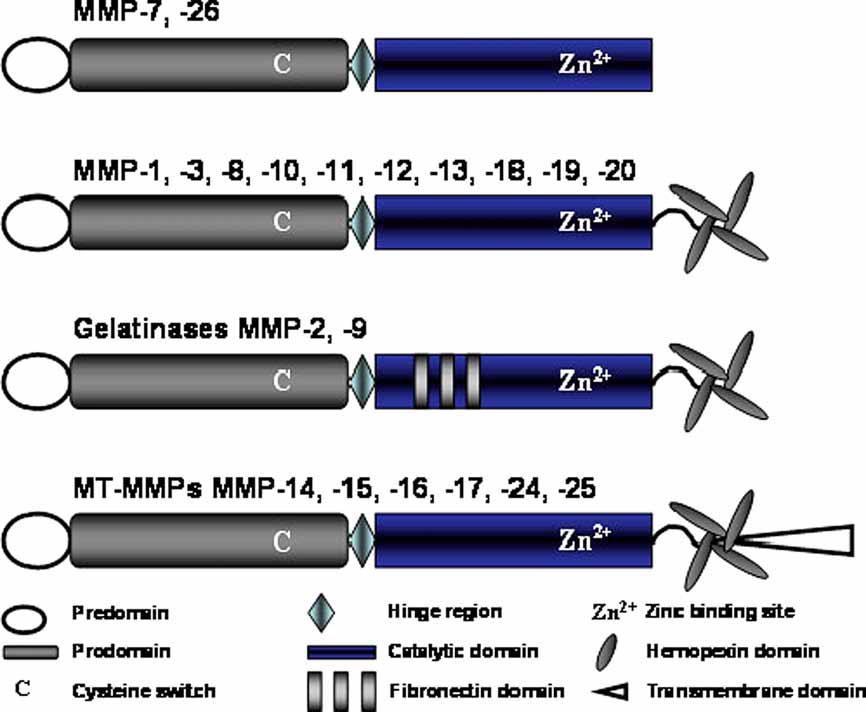 ġekil 2.2 MMP lerin molekül yapısı MMP ler birçok farklı hücrede sentezlenirler. MMP-1; makrofaj, monosit, fibroblast, keratinosit, kondrosit, hepatosit ve bir çok tümör hücresinden sentezlenir.