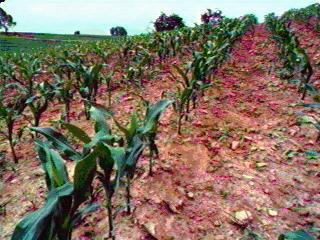 2- Tabaka (yüzey) erozyonu: Küçük toprak parçacıkları ve tanecikleri, organik madde ve çözünebilir bitki besin elementleri uzaklaştığı için toprak,