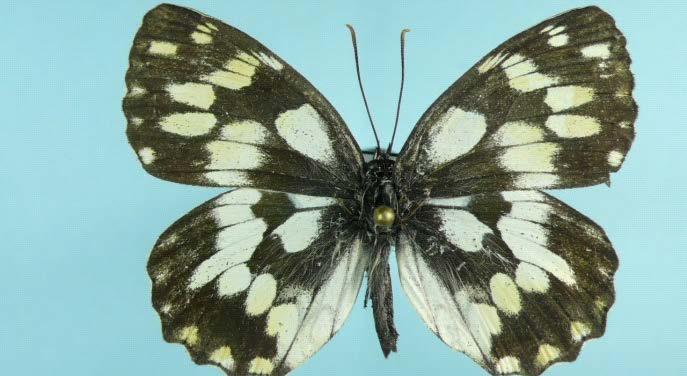 89 59. Melanargia galathea (Linnaeus, 1758) Mevcut örneklerimize göre erginlerin kanat açıklığı 42-50 mm dir. Kanatlar siyah beyaz renkli olup alacalıdır.