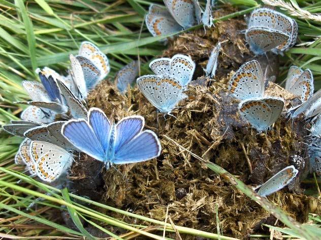 119 Şekil 4.68: Plebejus argyrognomon (Bergstr.