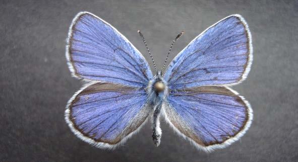 120 91. Plebejus idas (Linnaeus, 1758) Mevcut örneklerimize göre erginlerin kanat açıklığı 17-26 mm dir. Kanatlar metalik mavi renklidir. Kanatların kenarları siyah ince bantla sınırlıdır.