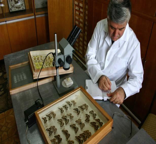 Entomoloji Müzesinde koleksiyon