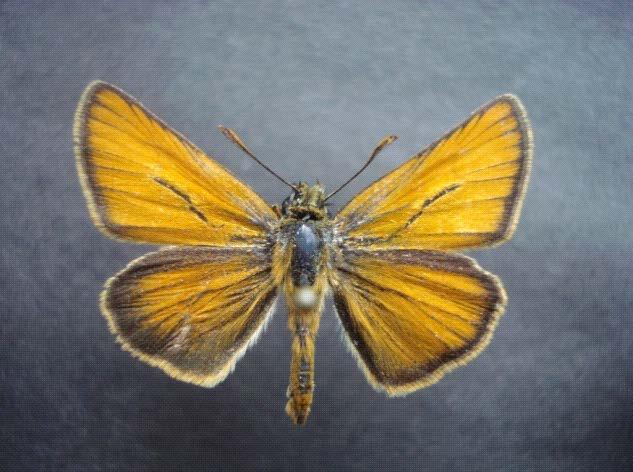 44 Tespitler: Araştırmalarımızda Cantemir de 16.08.2012 tarihinde 1 adet kelebek çayırda atrapla yakalanmıştır. 4.1.1.3. Hesperiinae, Latreille, 1809 9.