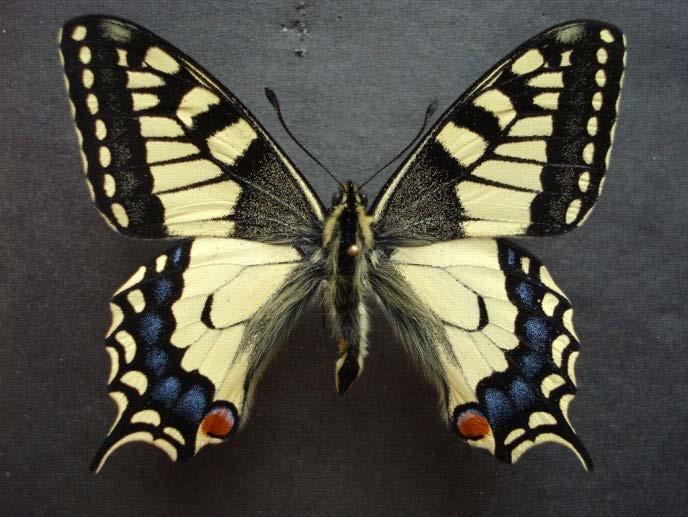 49 Şekil 4.10: Papilio machaon (L.).