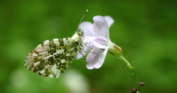 53 Biyoekolojik özellikler ve dağılımı: Yılda iki generasyona sahip, kelebeklerin uçuşu Mayısın başlangıcından Ağustos ayının ortalarına kadardır.