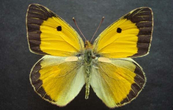 64 Biyoekolojik özellikler ve dağılımı: Yılda iki-üç generasyona sahip kelebeklerin uçuş zamanı Nisan ayından güz mevsimine kadardır. Bazı yıllarda kelebekler göç gösterirler.