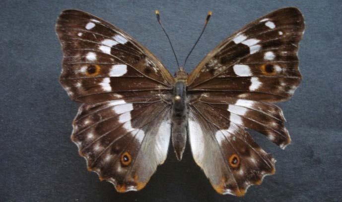 67 Mevcut örneklerimize göre erginlerin kanat açıklığı 55-60 mm dir. Kanatları kahverengi veya koyu siyahtır. Ön kanatların uçlarında beyaz noktalar vardır.