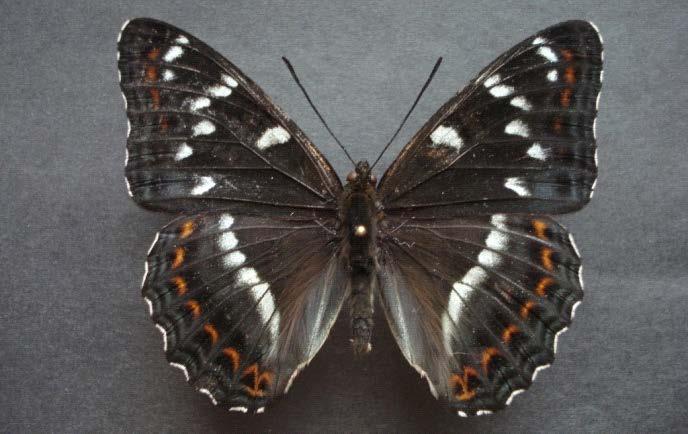 68 Biyoekolojik özellikler ve dağılımı: Yıllık generasyona sahip kelebeklerin uçuş zamanı Haziran ayının ortasından Temmuz ayının sonlarına kadardır.