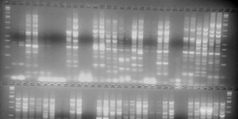94 576 SRAP- Cos II kombinasyonun 117 sinden PCR ürünü elde edilememi tir.