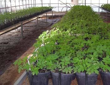 60 Testlemede ebveynler ve F 1 bitkileri, 3 tekerrürlü, tesadüf parselleri deneme desenine göre kurulmu tur. ekil 3.11.