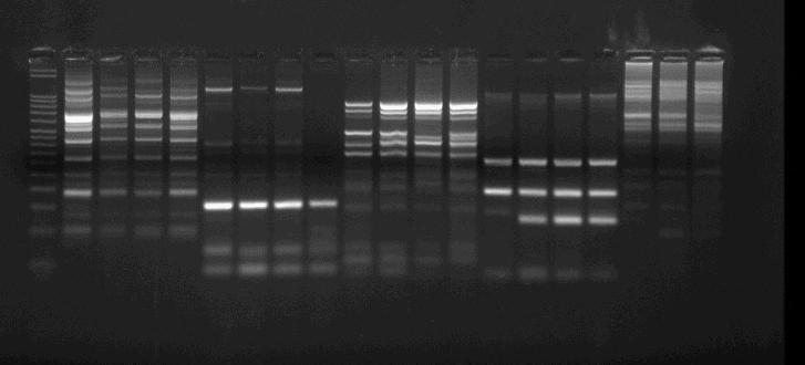 83 isimleri yer almaktad r. 419 kombinasyonundan 85 tanesinde PCR ürünü elde edilememi tir (Çizelge 4.
